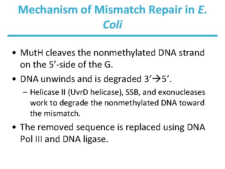 Mechanism of Mismatch Repair in E. Coli • Mut. H cleaves the nonmethylated DNA