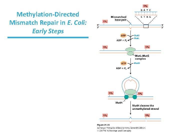 Methylation-Directed Mismatch Repair in E. Coli: Early Steps 
