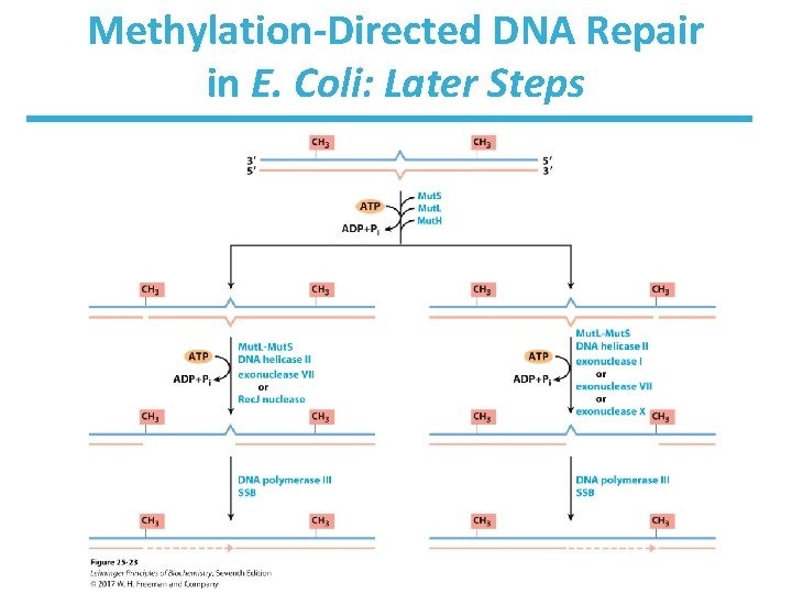 Methylation-Directed DNA Repair in E. Coli: Later Steps 