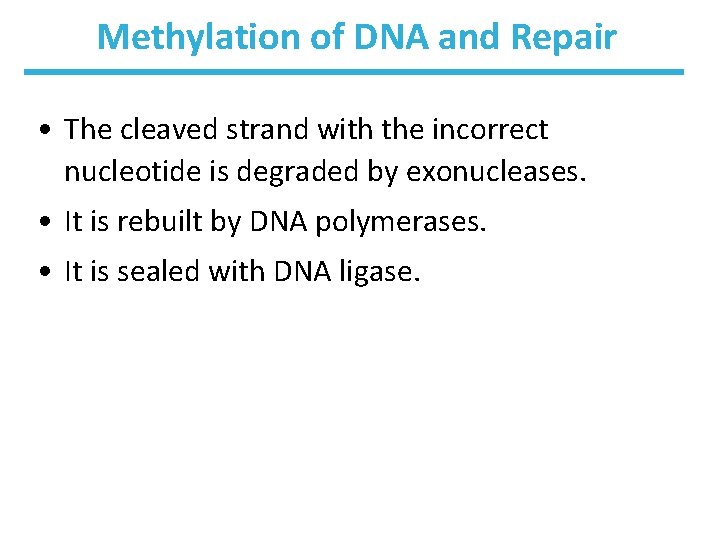 Methylation of DNA and Repair • The cleaved strand with the incorrect nucleotide is