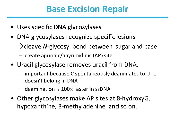 Base Excision Repair • Uses specific DNA glycosylases • DNA glycosylases recognize specific lesions