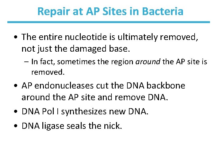 Repair at AP Sites in Bacteria • The entire nucleotide is ultimately removed, not