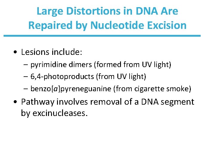 Large Distortions in DNA Are Repaired by Nucleotide Excision • Lesions include: – pyrimidine