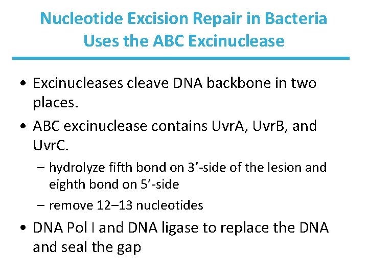 Nucleotide Excision Repair in Bacteria Uses the ABC Excinuclease • Excinucleases cleave DNA backbone