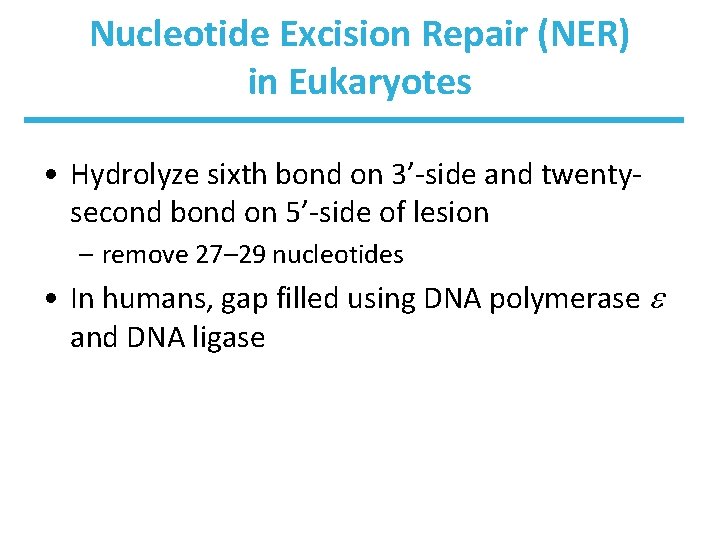 Nucleotide Excision Repair (NER) in Eukaryotes • Hydrolyze sixth bond on 3’-side and twentysecond