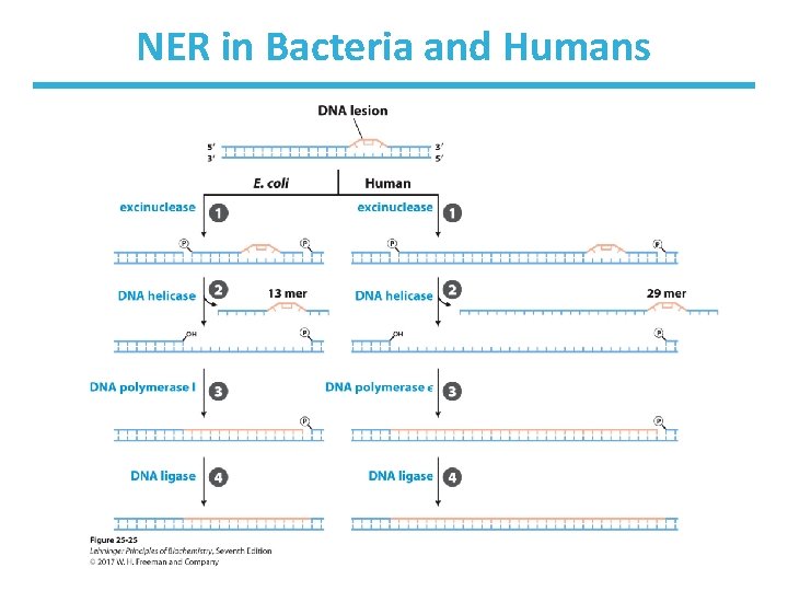 NER in Bacteria and Humans 