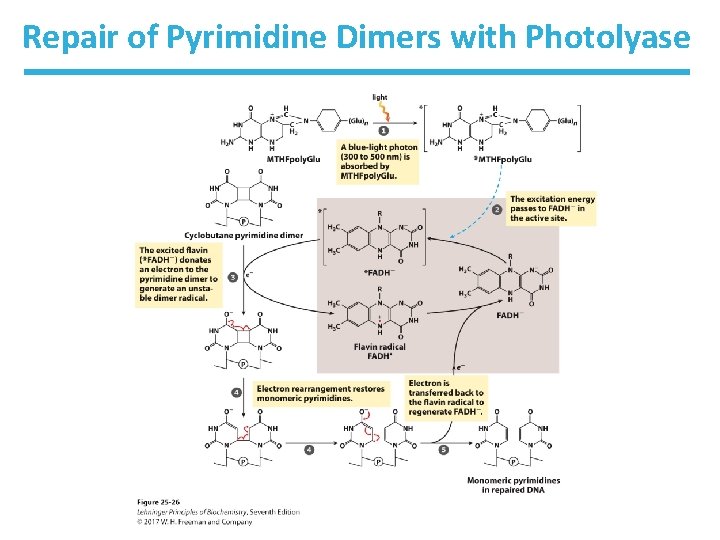 Repair of Pyrimidine Dimers with Photolyase 