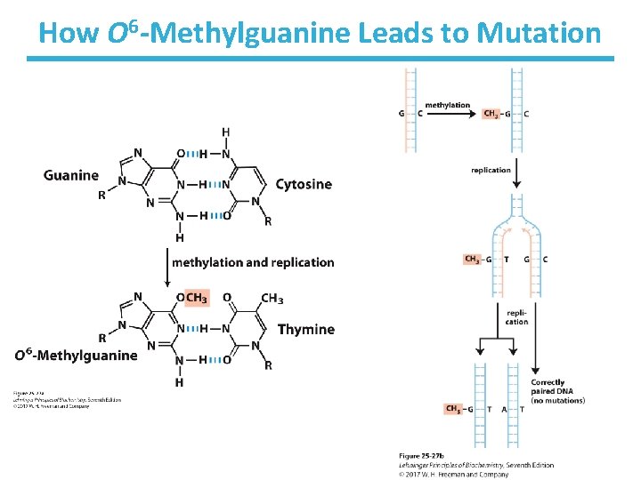 How O 6 -Methylguanine Leads to Mutation 