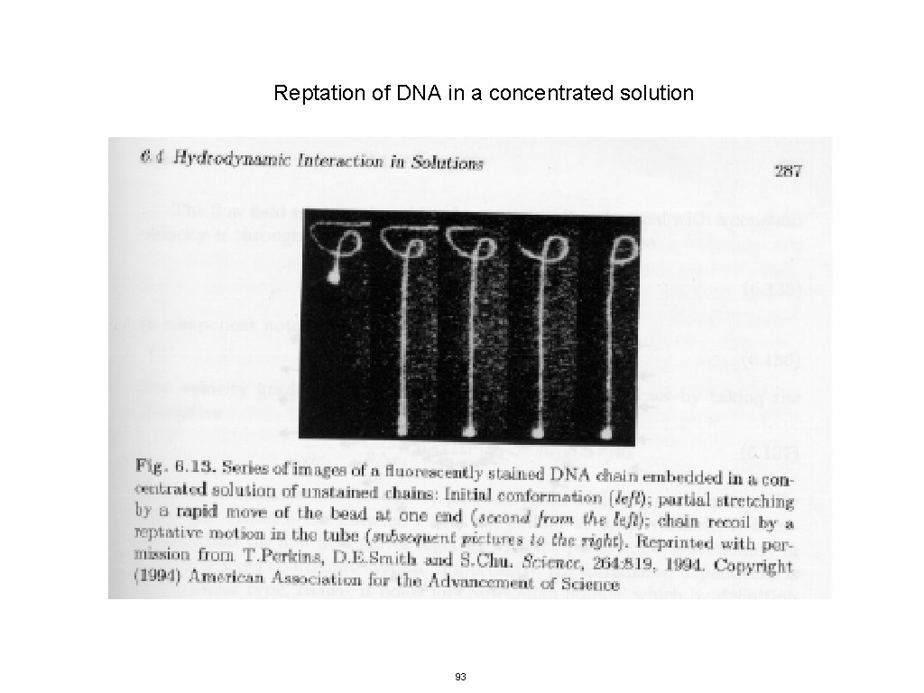 Reptation of DNA in a concentrated solution 93 