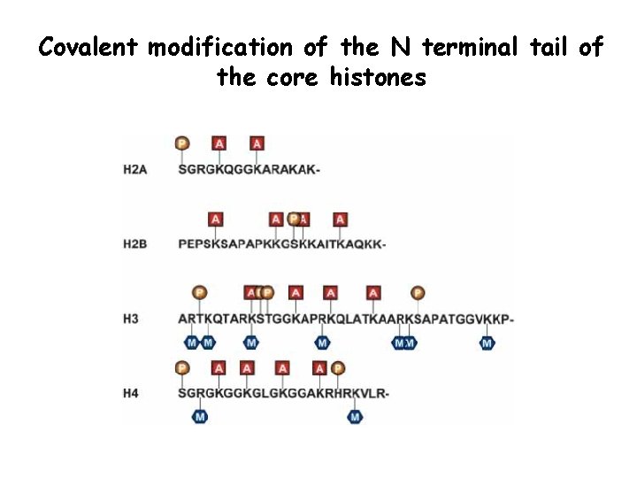 Covalent modification of the N terminal tail of the core histones 