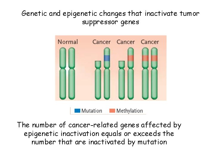 Genetic and epigenetic changes that inactivate tumor suppressor genes The number of cancer-related genes