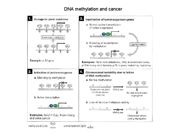 DNA methylation and cancer 