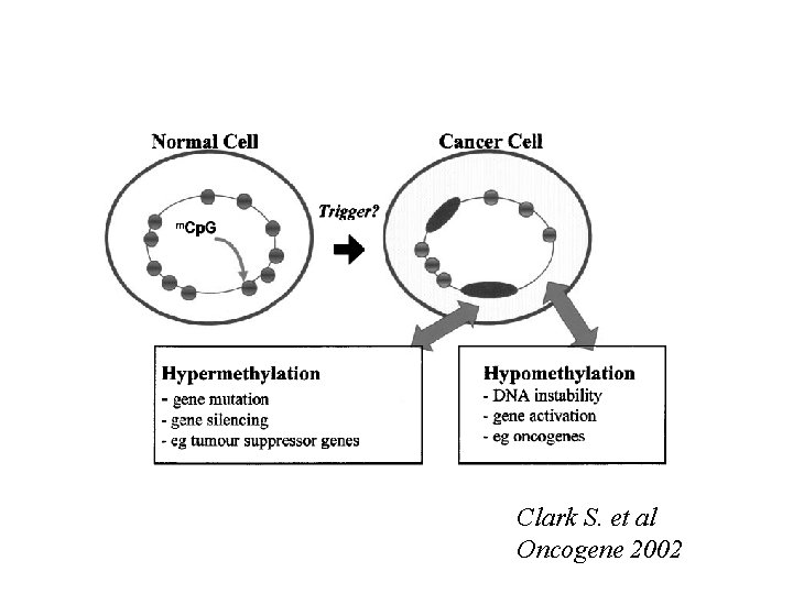 Clark S. et al Oncogene 2002 