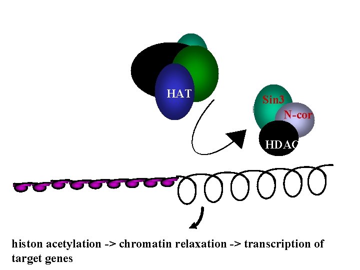 HAT Sin 3 N-cor HDAC histon acetylation -> chromatin relaxation -> transcription of target