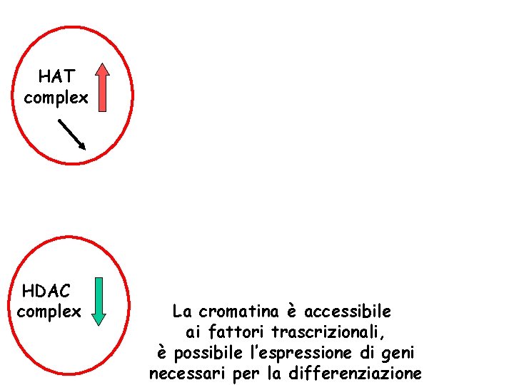 HAT complex HDAC complex La cromatina è accessibile ai fattori trascrizionali, è possibile l’espressione