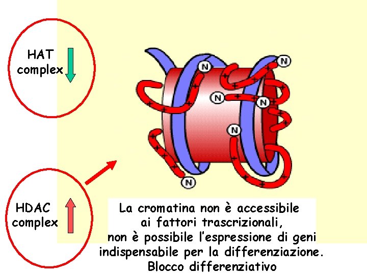 HAT complex HDAC complex La cromatina non è accessibile ai fattori trascrizionali, non è