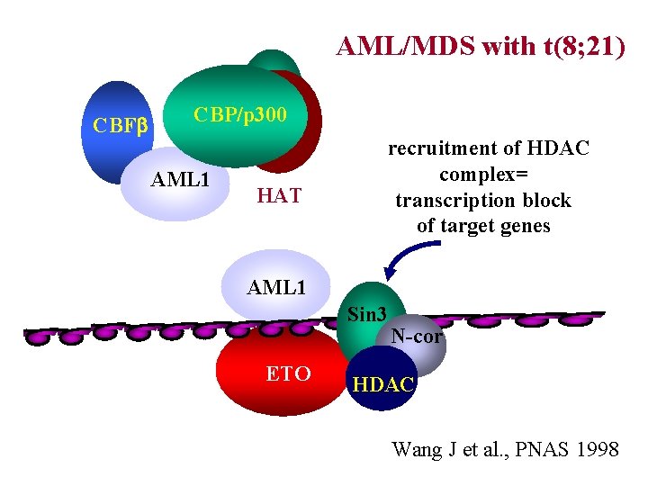 AML/MDS with t(8; 21) CBFb CBP/p 300 AML 1 HAT recruitment of HDAC complex=