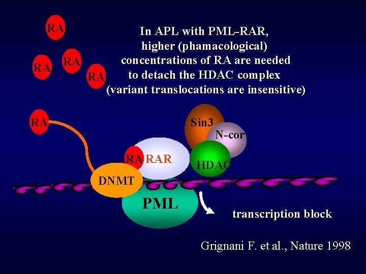 RA In APL with PML-RAR, higher (phamacological) concentrations of RA are needed RA RA