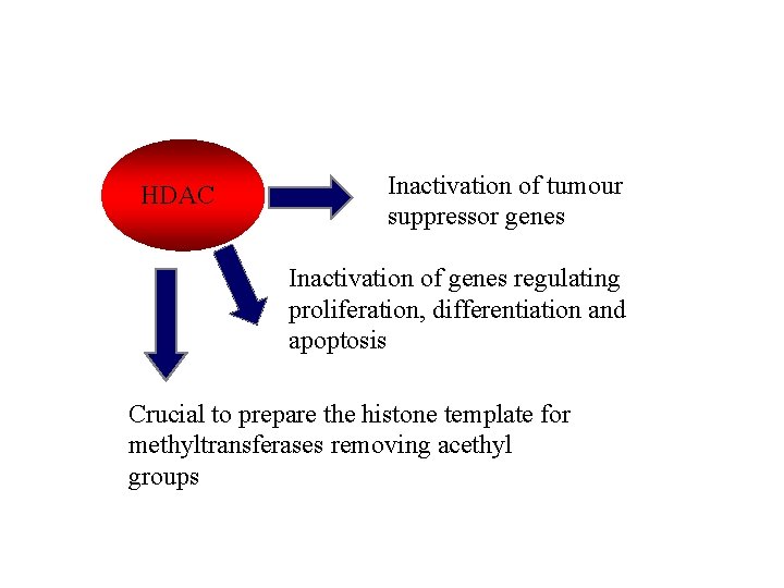 HDAC Inactivation of tumour suppressor genes Inactivation of genes regulating proliferation, differentiation and apoptosis