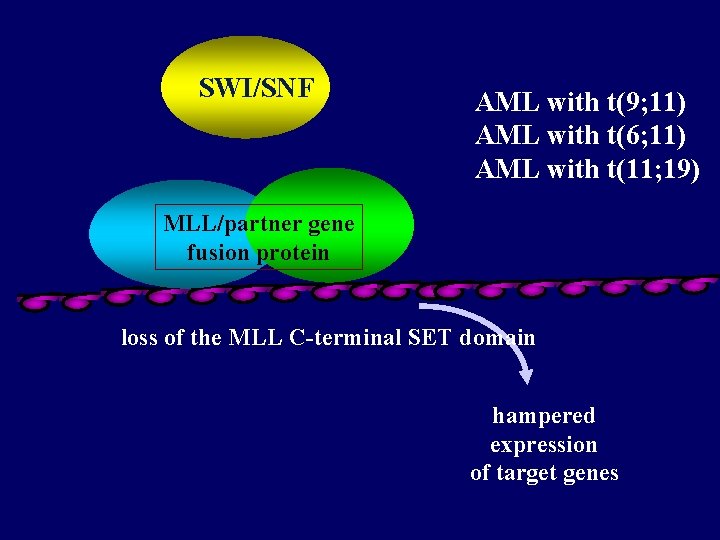 SWI/SNF AML with t(9; 11) AML with t(6; 11) AML with t(11; 19) MLL/partner