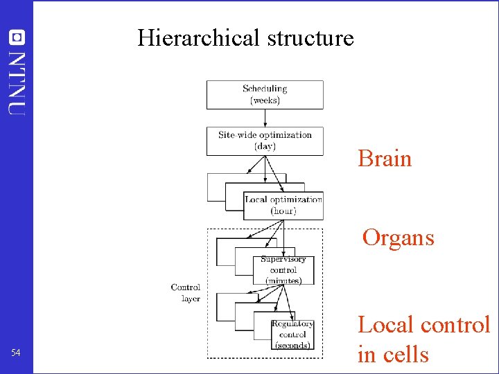 Hierarchical structure Brain Organs 54 Local control in cells 