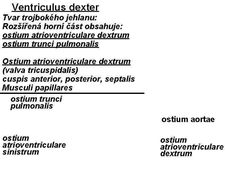 Ventriculus dexter Tvar trojbokého jehlanu: Rozšířená horní část obsahuje: ostium atrioventriculare dextrum ostium trunci