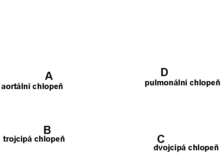 A aortální chlopeň B trojcípá chlopeň D pulmonální chlopeň C dvojcípá chlopeň 