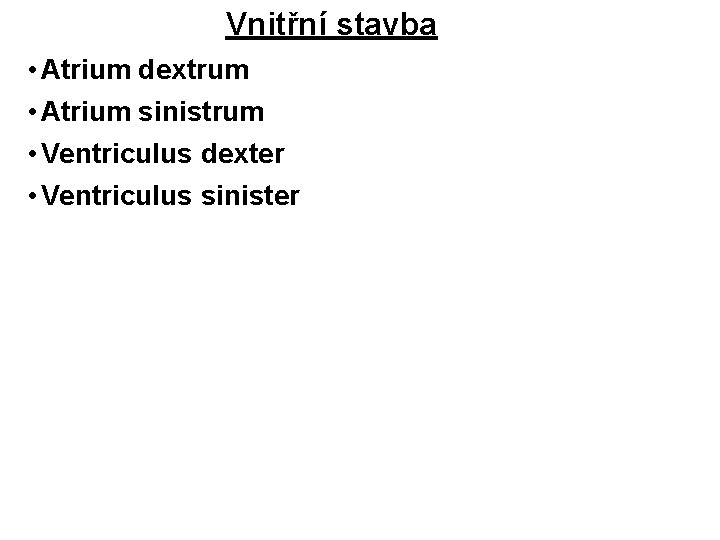Vnitřní stavba • Atrium dextrum • Atrium sinistrum • Ventriculus dexter • Ventriculus sinister