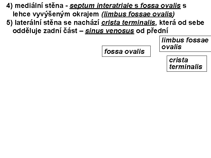 4) mediální stěna - septum interatriale s fossa ovalis s lehce vyvýšeným okrajem (limbus
