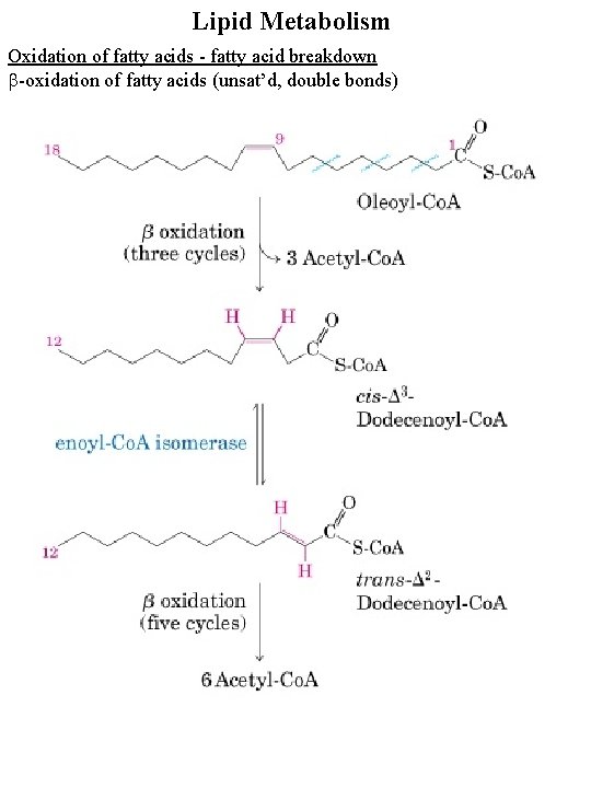 Lipid Metabolism Oxidation of fatty acids - fatty acid breakdown b-oxidation of fatty acids