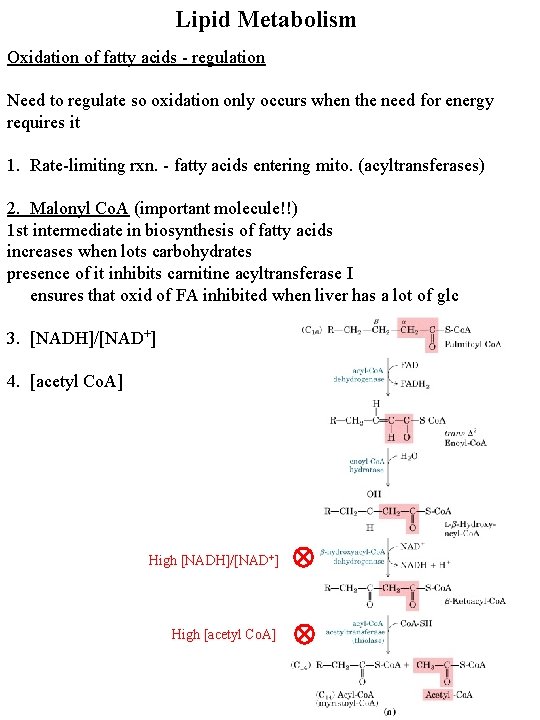 Lipid Metabolism Oxidation of fatty acids - regulation Need to regulate so oxidation only