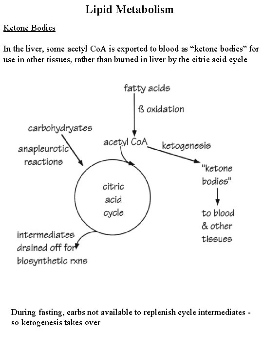 Lipid Metabolism Ketone Bodies In the liver, some acetyl Co. A is exported to