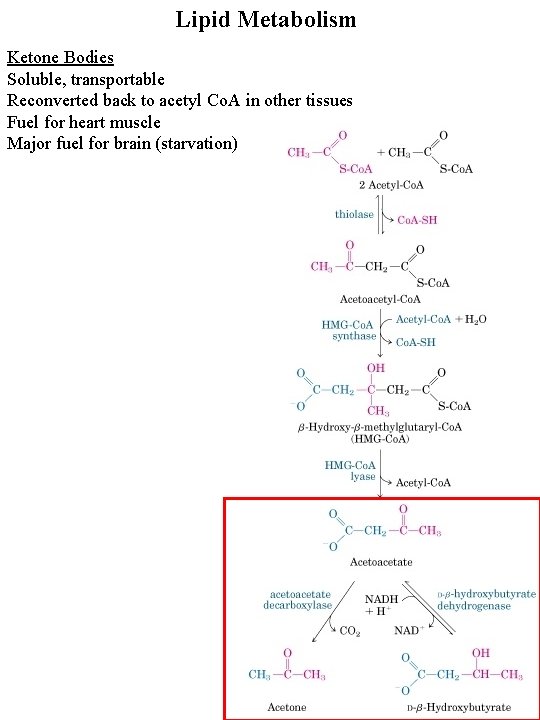 Lipid Metabolism Ketone Bodies Soluble, transportable Reconverted back to acetyl Co. A in other