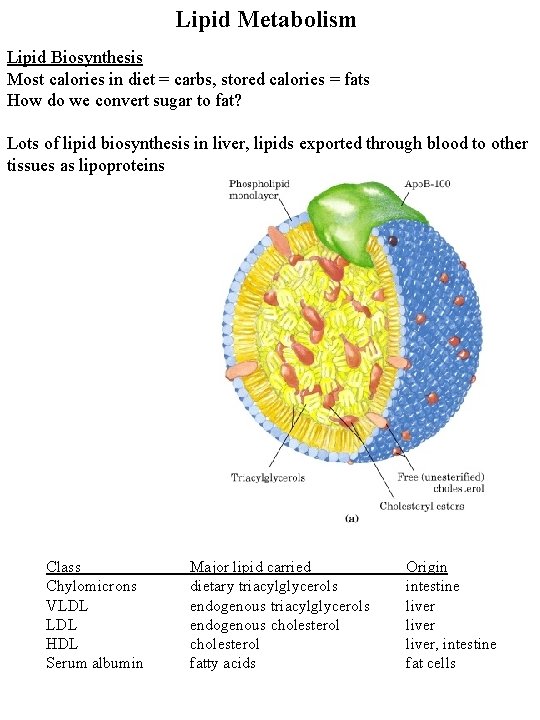 Lipid Metabolism Lipid Biosynthesis Most calories in diet = carbs, stored calories = fats