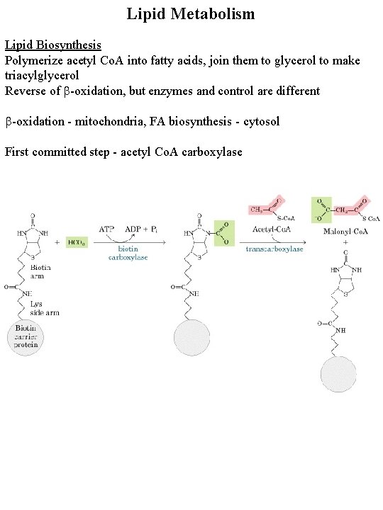 Lipid Metabolism Lipid Biosynthesis Polymerize acetyl Co. A into fatty acids, join them to