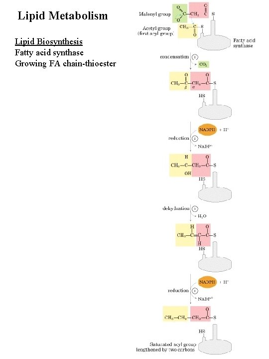 Lipid Metabolism Lipid Biosynthesis Fatty acid synthase Growing FA chain-thioester 