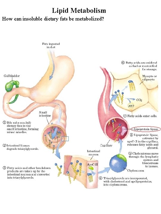 Lipid Metabolism How can insoluble dietary fats be metabolized? 