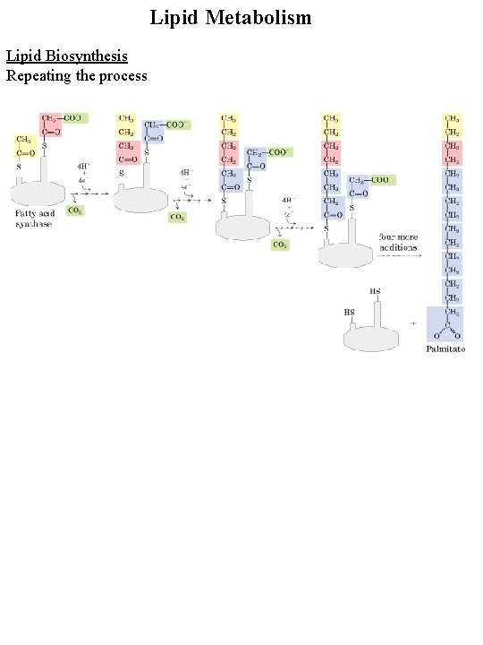 Lipid Metabolism Lipid Biosynthesis Repeating the process 