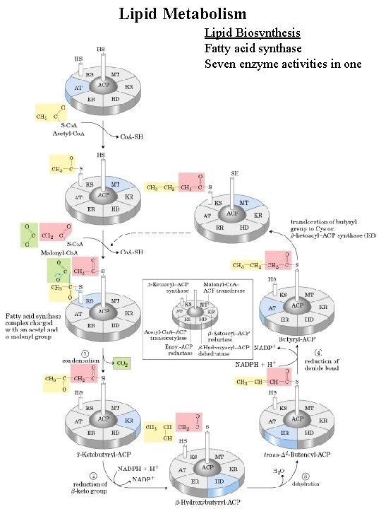 Lipid Metabolism Lipid Biosynthesis Fatty acid synthase Seven enzyme activities in one 