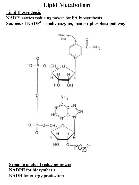 Lipid Metabolism Lipid Biosynthesis NADP+ carries reducing power for FA biosynthesis Sources of NADP+