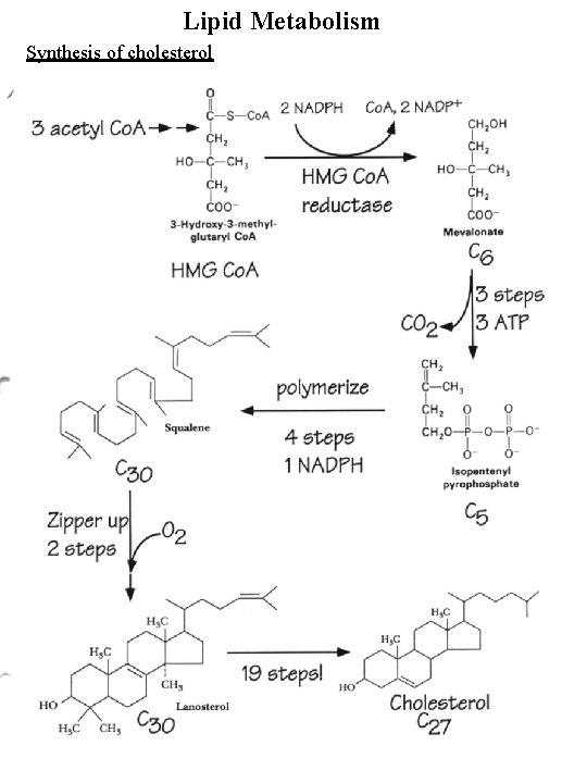 Lipid Metabolism Synthesis of cholesterol 