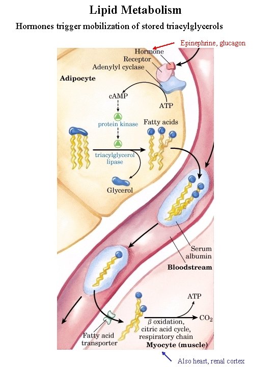 Lipid Metabolism Hormones trigger mobilization of stored triacylglycerols Epinephrine, glucagon Also heart, renal cortex