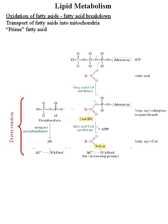 Lipid Metabolism Drives reaction Oxidation of fatty acids - fatty acid breakdown Transport of
