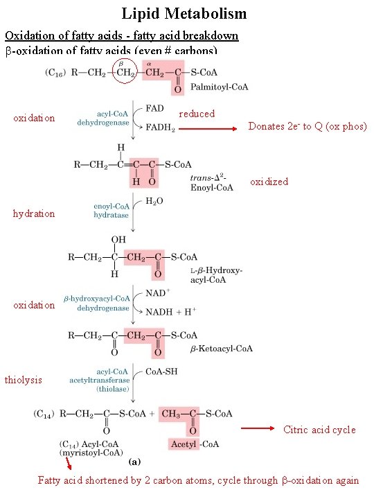Lipid Metabolism Oxidation of fatty acids - fatty acid breakdown b-oxidation of fatty acids