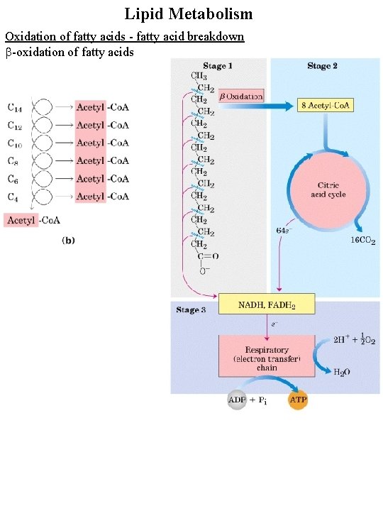 Lipid Metabolism Oxidation of fatty acids - fatty acid breakdown b-oxidation of fatty acids