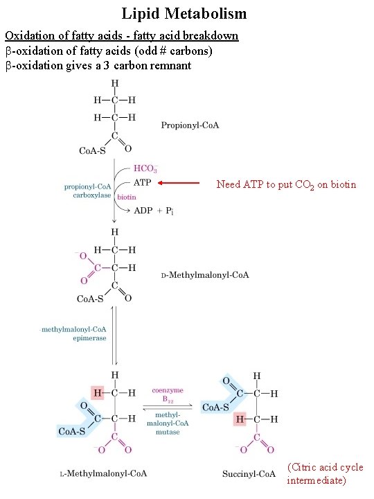 Lipid Metabolism Oxidation of fatty acids - fatty acid breakdown b-oxidation of fatty acids