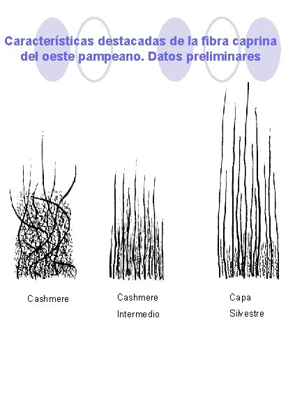 Características destacadas de la fibra caprina del oeste pampeano. Datos preliminares Cashmere Capa Intermedio