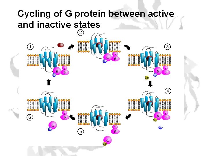 Cycling of G protein between active and inactive states 