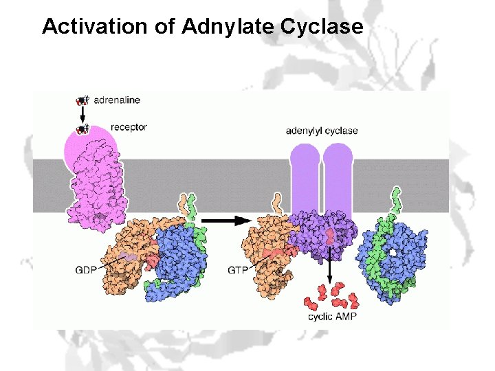 Activation of Adnylate Cyclase 