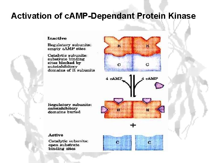 Activation of c. AMP-Dependant Protein Kinase 